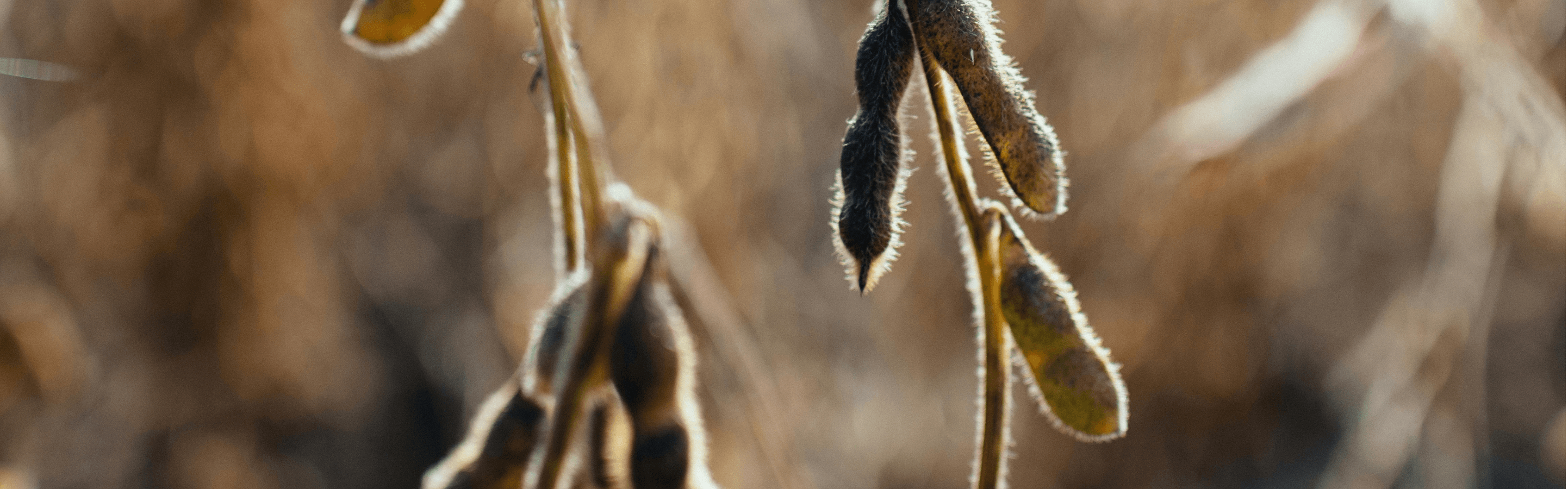 A closeup view of a soybean plant pods as the sun shines down on them. The pods have small fuzzy fibers on their bodies.
