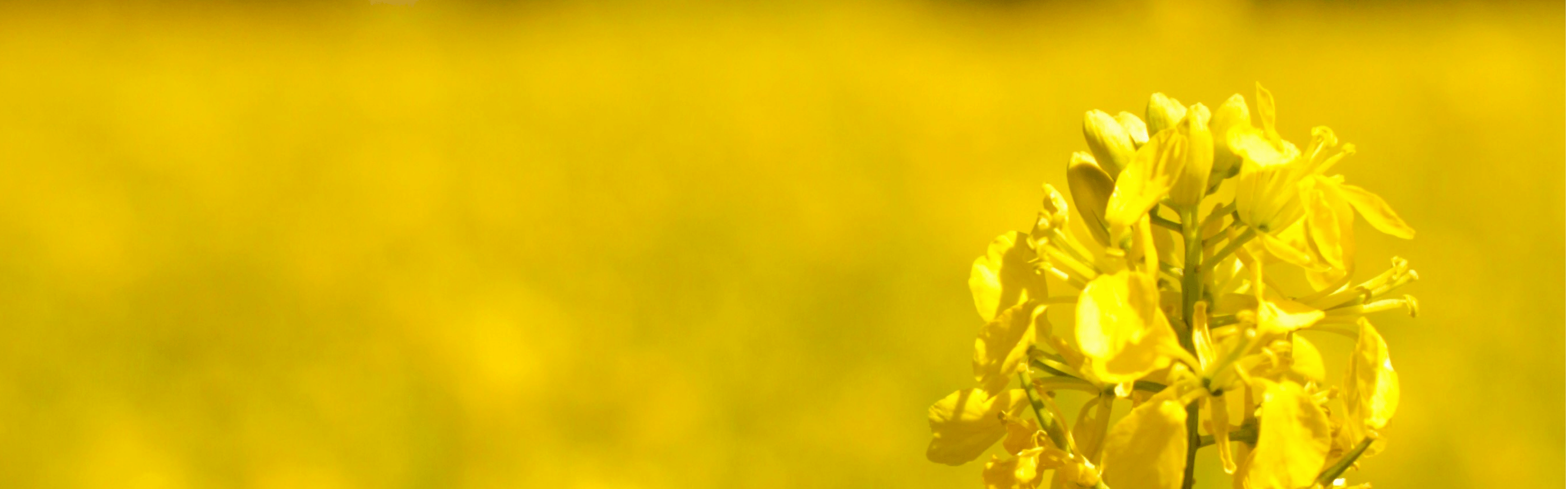 A spray of small canola closed flowers on individual plants against a bright yellow background.