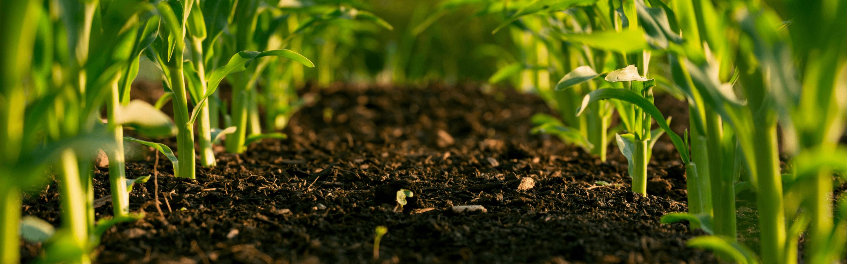 A ground view of plants growing in a neat row in a field. The dirt between the rows of green plants is tidy and deep brown.