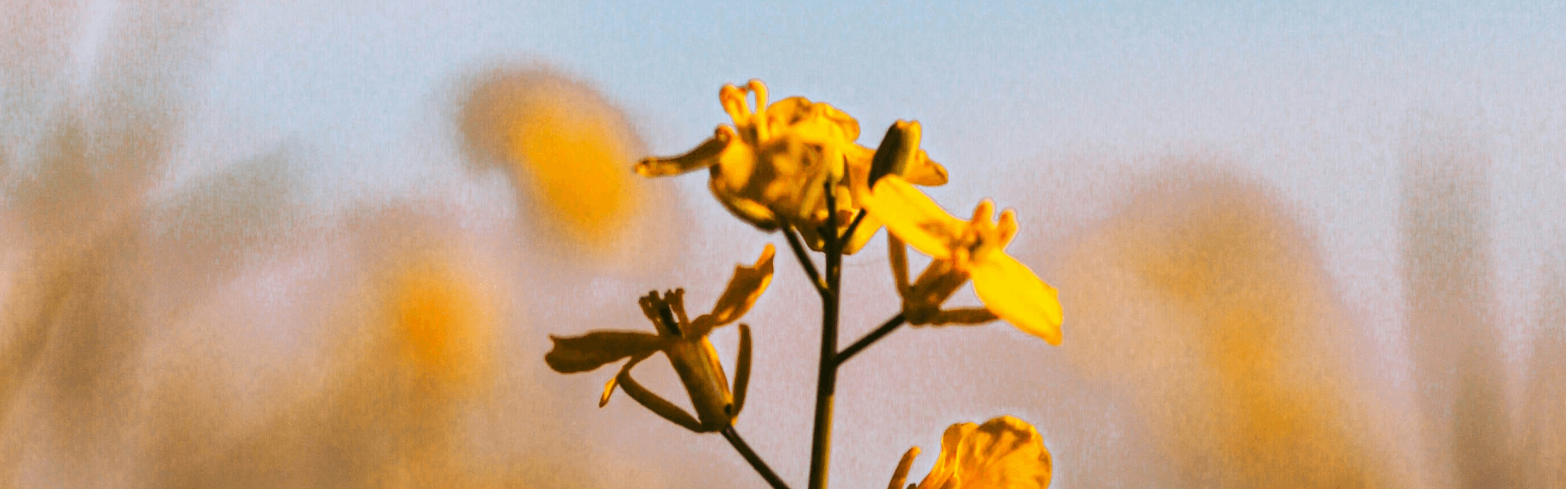 A canola plant with three bright yellow flowers is in the foreground, with a field of more flowers blurry behind it.