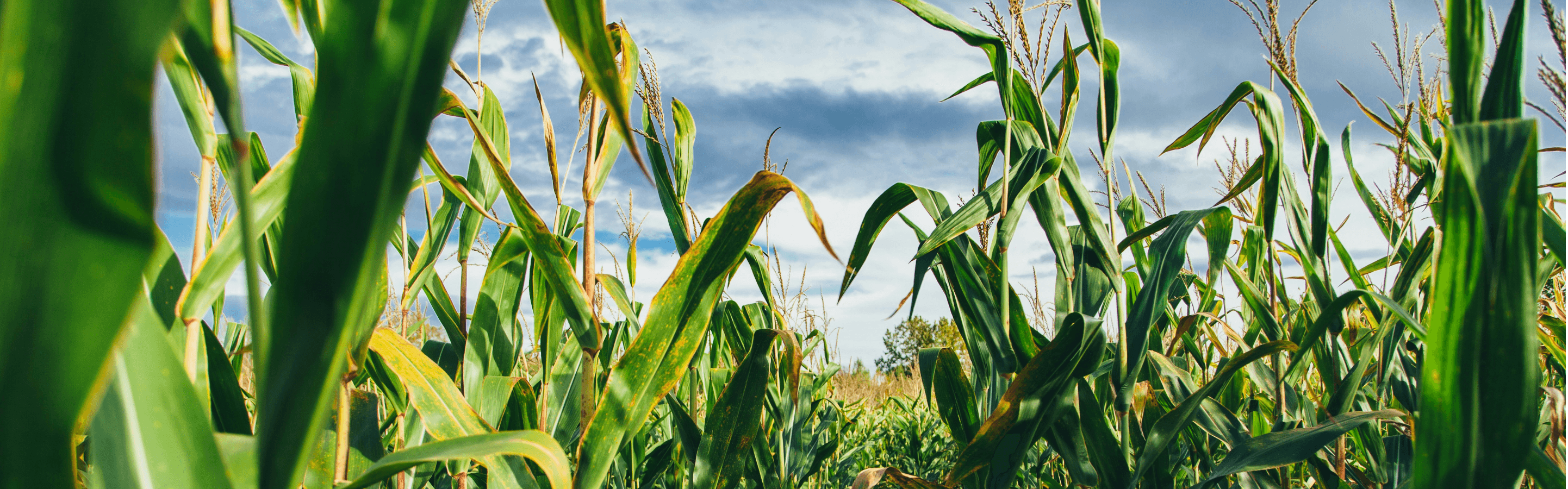 A close view from within a corn field looking up towards the sky. The green plants are tall, and the sky is dark grey above.