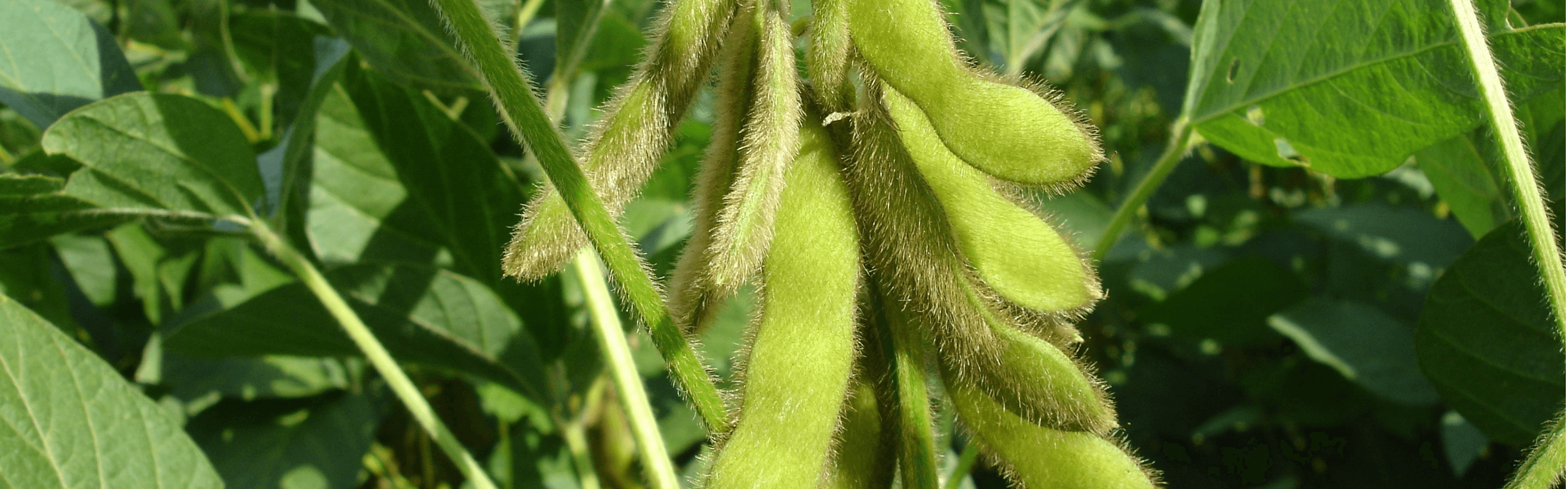 A close-up view of a soybean plant with beans in green pods growing on the plant stalk. The pods are green and slightly fuzzy.