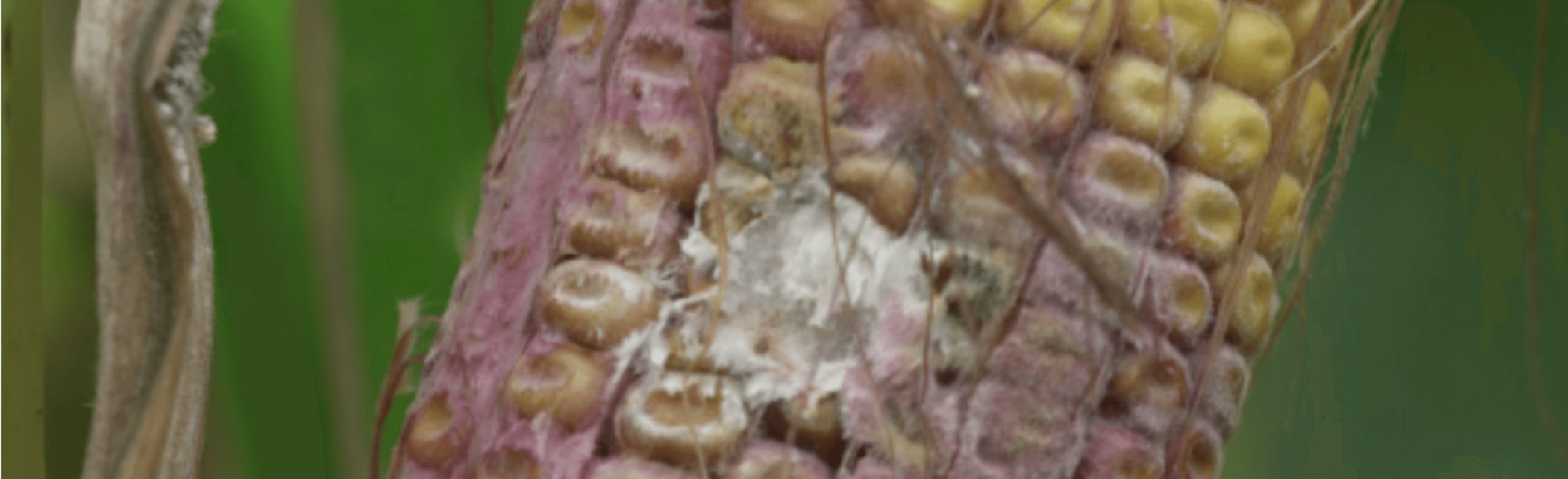 Gros plan d’un épi de maïs dont les grains sont roses et gris. Des moisissures blanches se développent sur une petite surface.